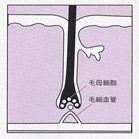 直毛の場合